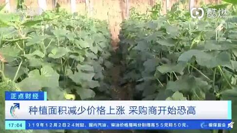 聊城黃瓜最新行情，一根黃瓜如何助力自信與成就之路