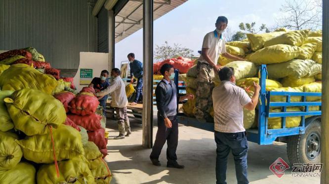 盈江土豆行情動(dòng)態(tài)，種植希望，收獲自信與成就