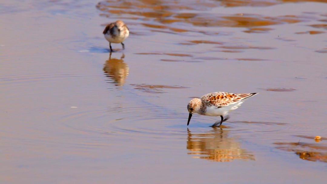 唐山灤南未來(lái)藍(lán)圖揭秘，最新規(guī)劃引領(lǐng)城市發(fā)展