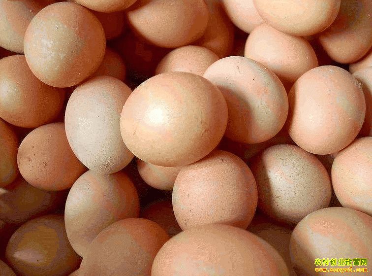 肇東雞蛋價格最新動態(tài)，跟隨自然腳步，重拾內(nèi)心寧靜與平和的探索之旅