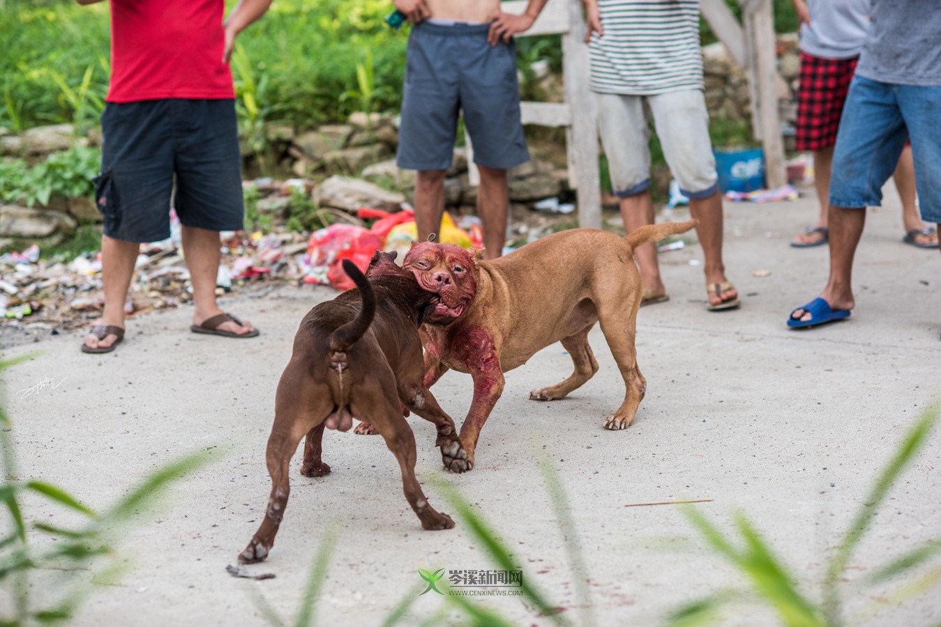 玉林斗狗風(fēng)采，小巷深處的獨特風(fēng)情展