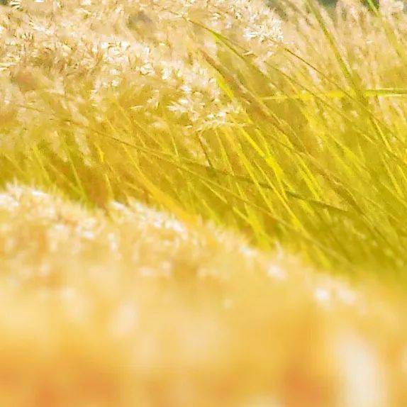 7777788888新澳門正版,實踐調查說明_OTD27.575語音版