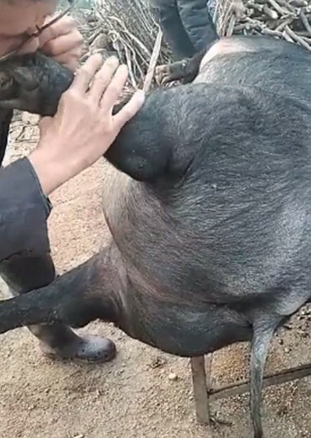 豬圈中的歡樂(lè)時(shí)刻，最新吹豬視頻集錦