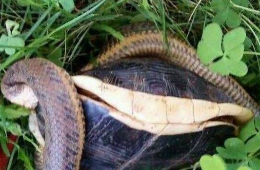 澳門(mén)天天彩免費(fèi)資料大全免費(fèi)查詢狼披羊皮,蛇藏龜殼,全面信息解釋定義_MDI10.867數(shù)線程版