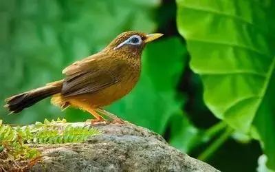 鎮(zhèn)雄房屋最新出售信息，家園變遷與自我成長的自信成就