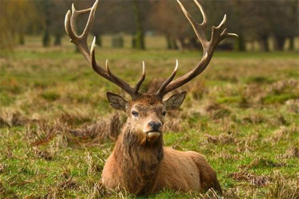 澳門四不像精準一肖一碼,機制評估方案_WJF85.745用心版