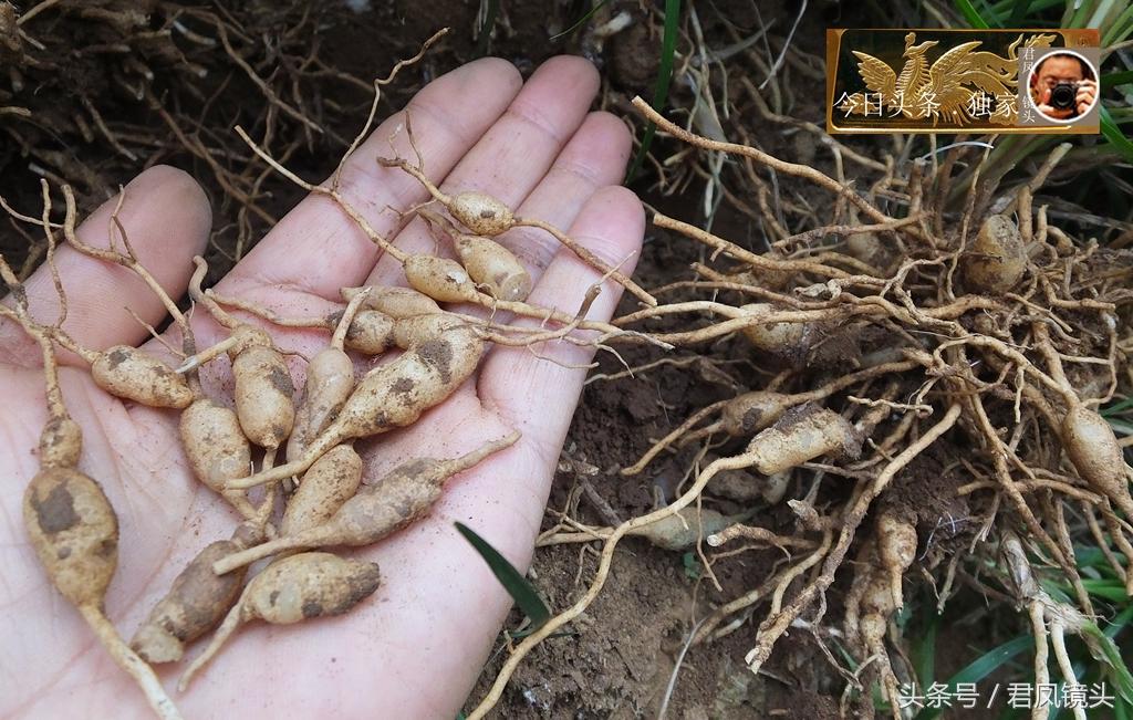 LED光源 第290頁(yè)