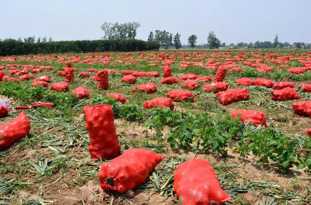 金鄉(xiāng)洋蔥出庫(kù)最新價(jià)格，獲取與了解的步驟指南