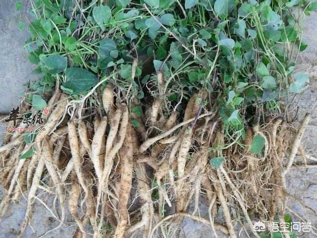 甘肅黨參最新價(jià)格動(dòng)態(tài)，市場(chǎng)走勢(shì)與影響因素分析