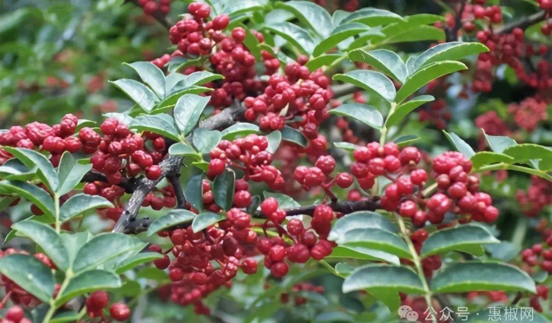 花椒價(jià)格最新行情2024，科技引領(lǐng)，椒香走向未來(lái)