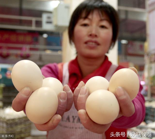 周口雞蛋今日最新價(jià)格，勵(lì)志故事背后的雞蛋價(jià)值探索