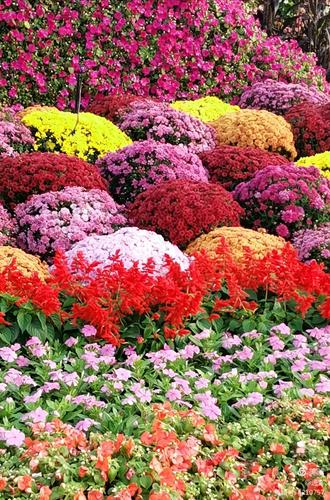 最新鮮花美景之旅，尋找內心平靜的旅程