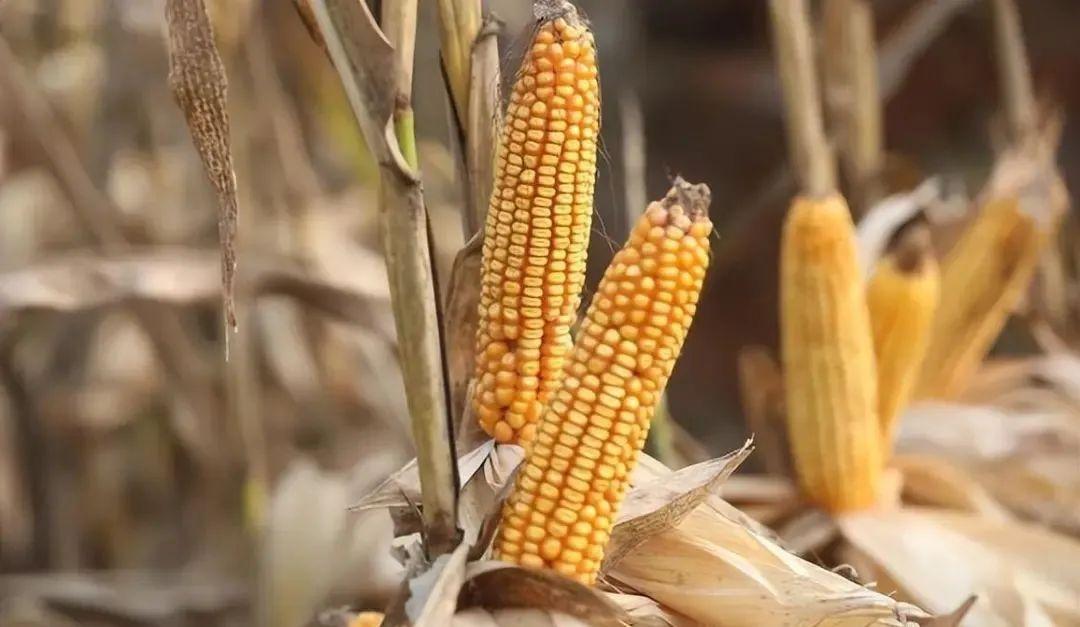 今日山東玉米價格行情，智能農(nóng)業(yè)引領(lǐng)新紀元風(fēng)向標