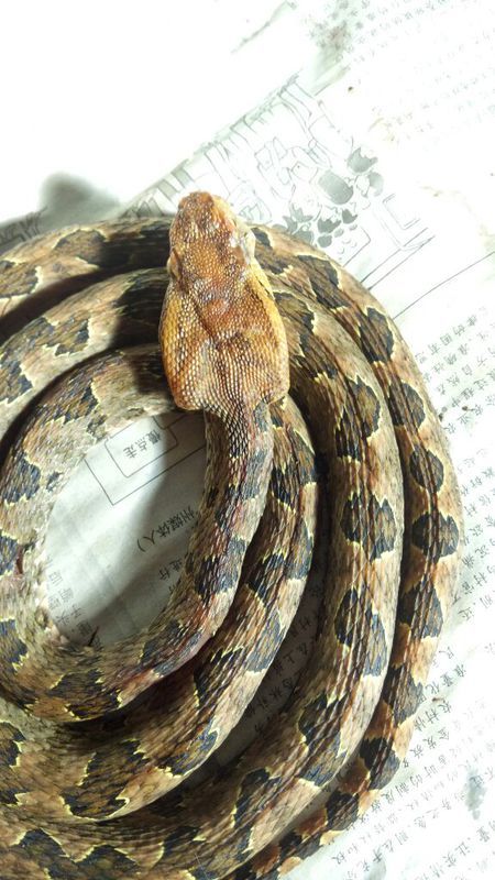 蛻變中的自信與成就，蛇的行情展望