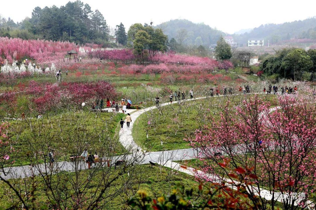 常德最新疫情動(dòng)態(tài)步驟指南，初學(xué)者與進(jìn)階用戶必讀