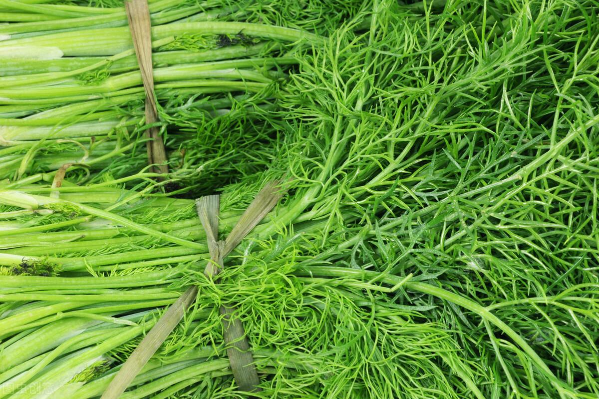 茴香價(jià)格動(dòng)態(tài)，香氣變化與你的關(guān)聯(lián)