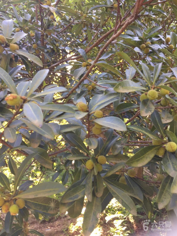 橫河大山搬遷最新動(dòng)態(tài)，力量重塑與未來(lái)希望