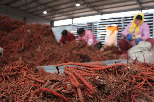 科技賦能下的丹參行情，生活因丹參而多彩