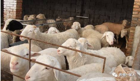 內(nèi)蒙古活羊價(jià)格指南，如何了解與評估羊只價(jià)值