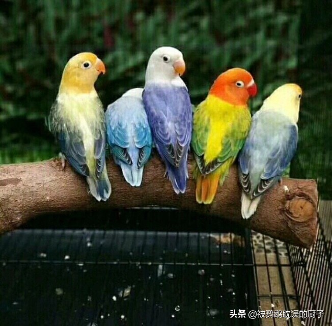 牡丹鸚鵡最新報(bào)價(jià)，市場(chǎng)走勢(shì)分析與選購(gòu)指南