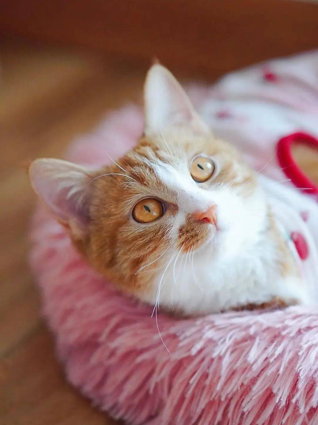 貓咪資訊速遞，探索貓咪的自信成長(zhǎng)與優(yōu)雅步伐