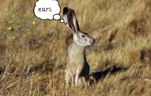 最新夜間捕獵兔子視頻，揭秘夜間捕兔三大要點(diǎn)深度解析