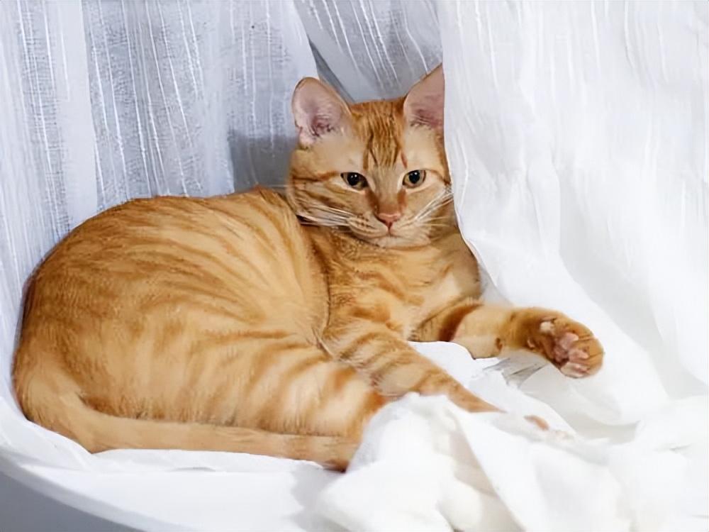 貓品種與價(jià)格，一場(chǎng)自然美景的探尋之旅