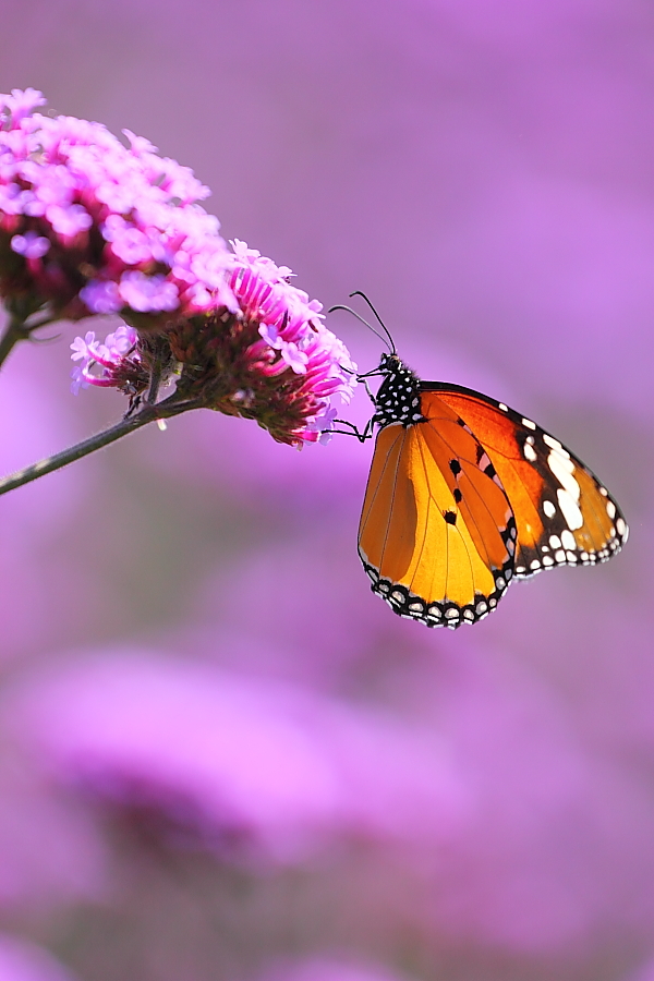 紫蝶舞動新篇章，任務(wù)完成與技能學(xué)習(xí)指南