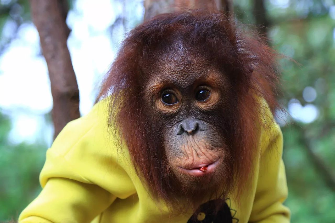 科技重塑人與自然和諧交響，動(dòng)物大明星的交響樂(lè)章