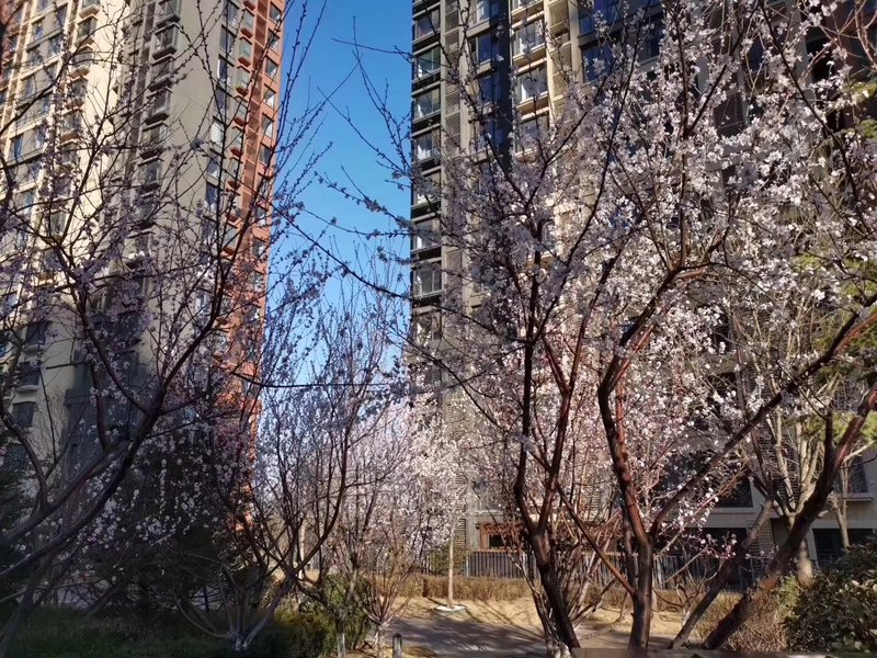 燕郊房價動態(tài)更新，科技引領(lǐng)房產(chǎn)新紀元，最新資訊速遞