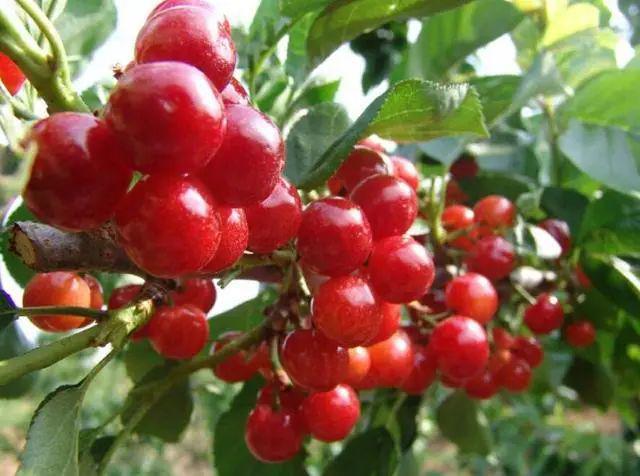 櫻桃產(chǎn)地價格最新動態(tài)更新