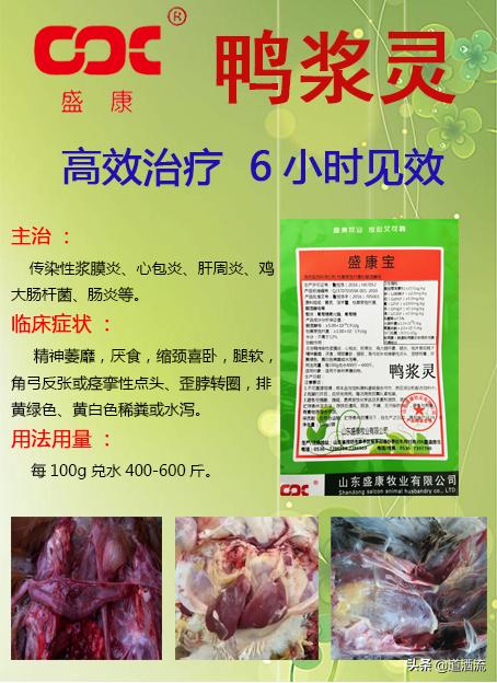 現(xiàn)在鴨苗行情詳解，選購、養(yǎng)殖與盈利的全方位指南