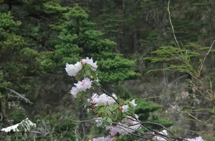 雨崩最新美景圖，探索與欣賞的詳細(xì)步驟指南，美不勝收！