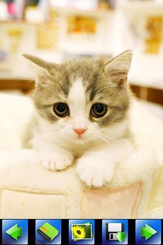 探索特色小店，最新貓咪應(yīng)用下載，小巷隱藏寶藏的奇妙之旅