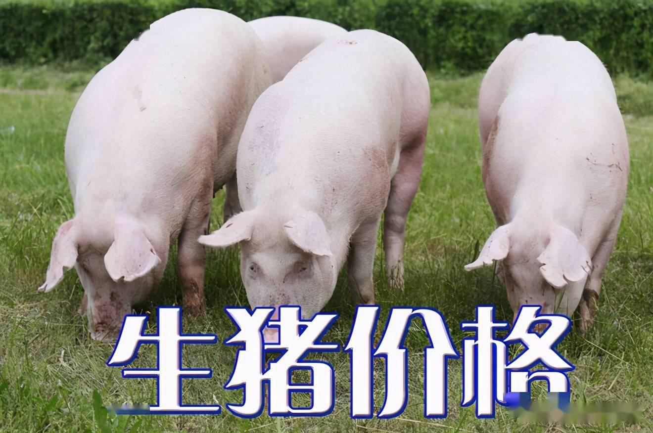 濰坊今日生豬價(jià)格探索，一場(chǎng)綠色之旅尋找內(nèi)心平靜