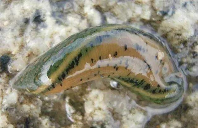 石斑魚孵化技術(shù)革新詳解，從入門到精通的孵化指南