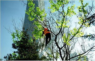 馬樹最新資訊，完成任務與學習新技能的詳細步驟指南