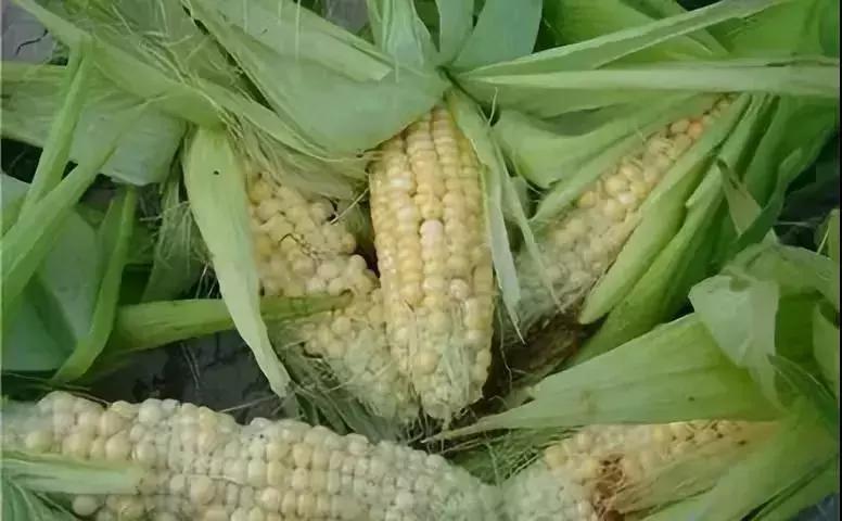 邢臺玉米最新價(jià)格與溫情故事