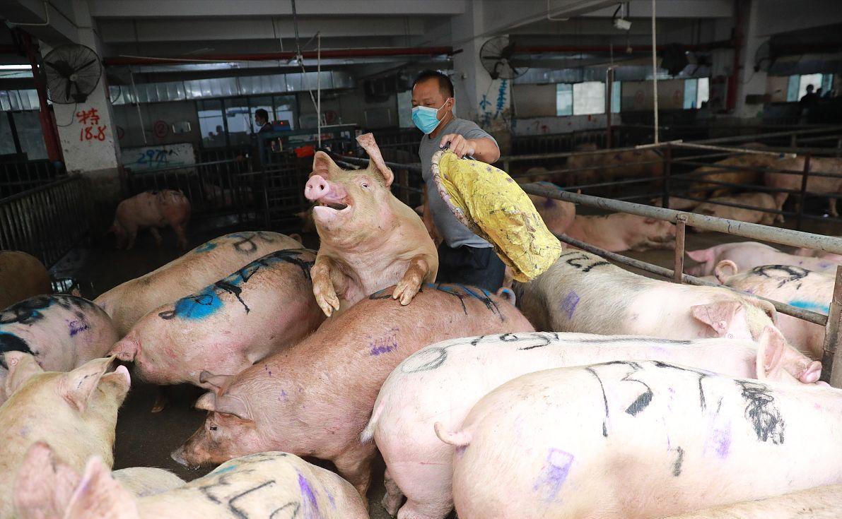 科技引領(lǐng)未來，最新小麥價(jià)格行情實(shí)時(shí)查詢動態(tài)掌握