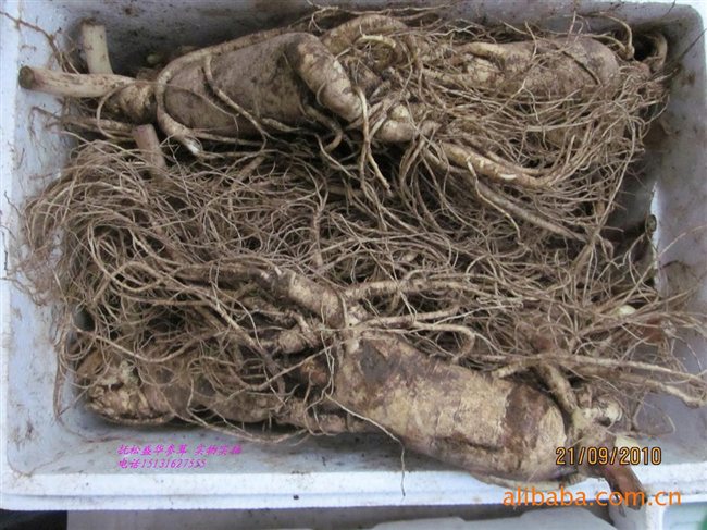 人參最新價格及市場走勢、品質鑒別全解析