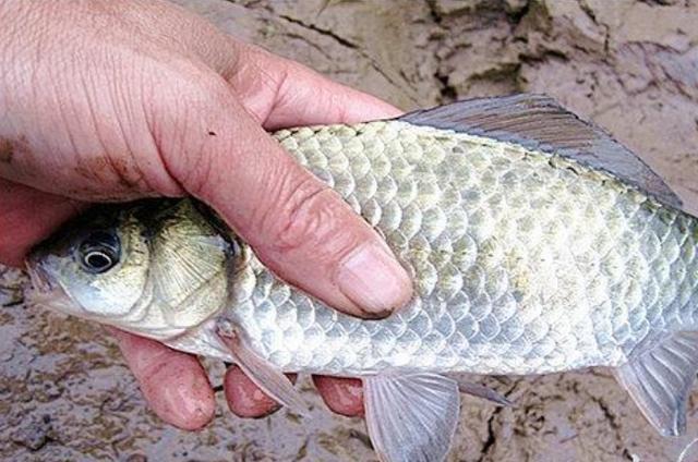 高科技智能魚探設備引領海洋探索新時代，最新魚訊速遞