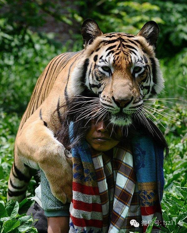 最新人與獸技能學習與實踐步驟指南，從理論到實操的全面指南