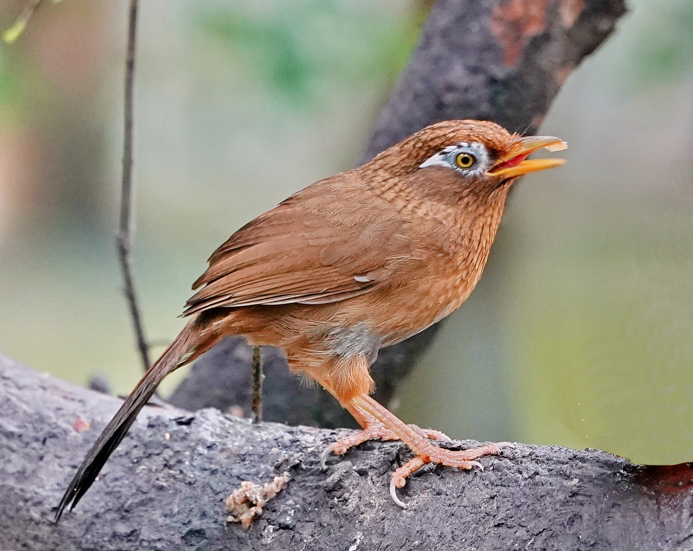 最新畫眉鳥，與自然美景的遨游，探尋內(nèi)心平和的旅程