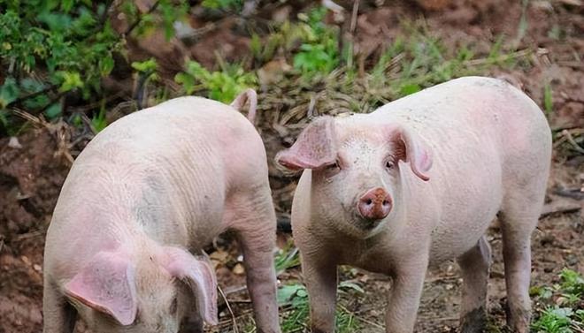 時(shí)代背景下的市場洞察，母豬價(jià)格最新行情分析