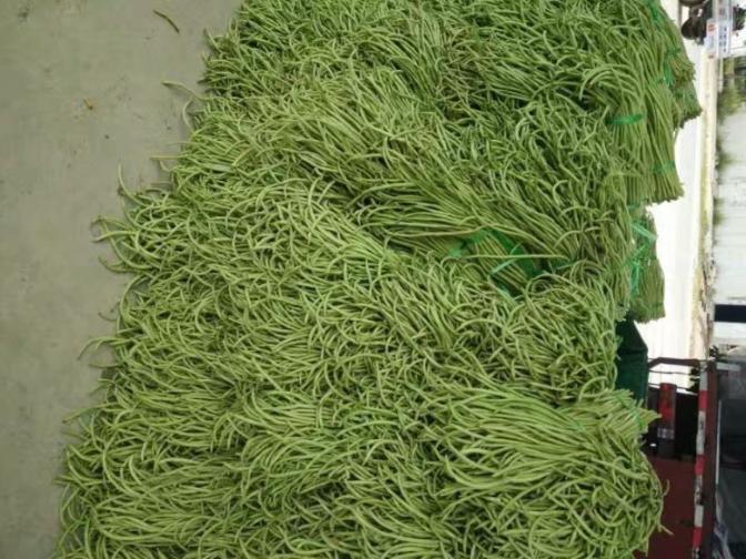 合浦豆角最新價格指南，獲取與比較豆角價格的方法及最新價格更新通知