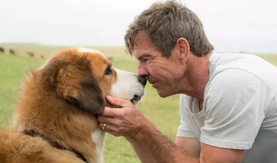 最新關(guān)于狗的電影，深度探討與觀點(diǎn)闡述