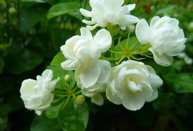 花香滿園最新章節(jié)獲取攻略，輕松閱讀新書章節(jié)的步驟