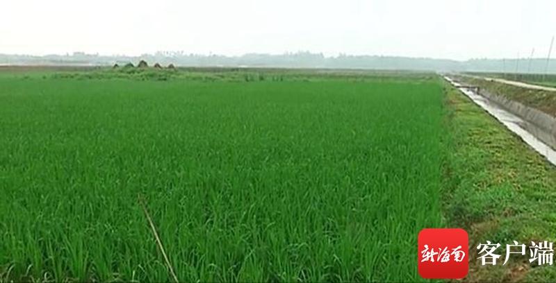 澄邁最新動態(tài)，自然美景探索之旅，尋覓內(nèi)心平和與寧靜的旅程