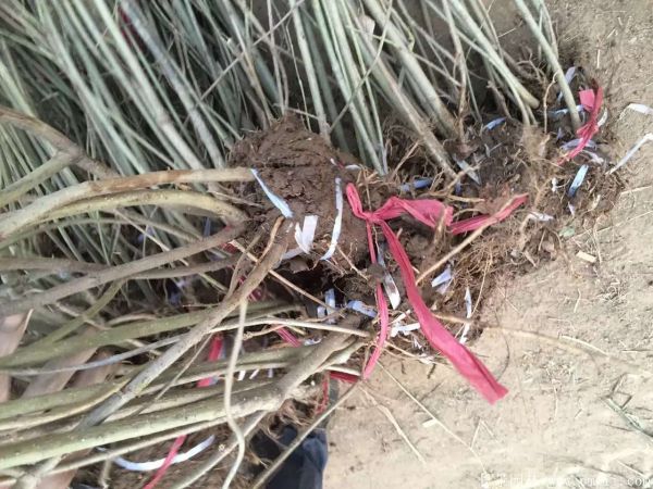 連翅最新價(jià)格深度解析，歷史背景、重要事件與地位探討