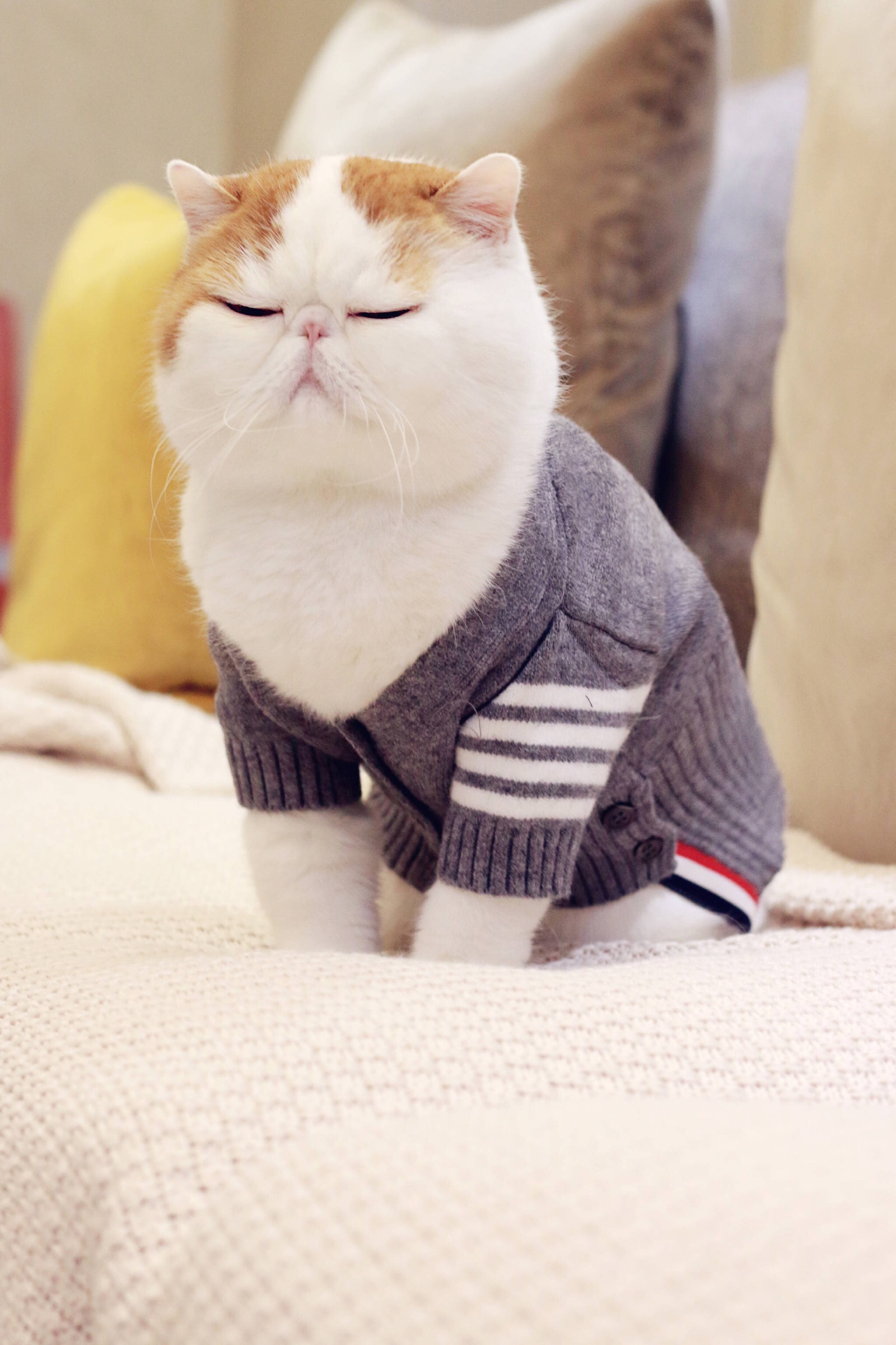 小胖Snoopy最新萌照，瞬間融化人心！